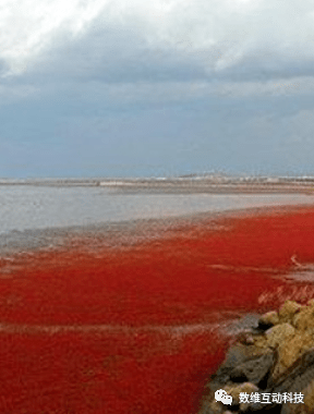 红海黑海白海黄海:中国黄海,特别是近海海域的海水多呈土黄色且混浊