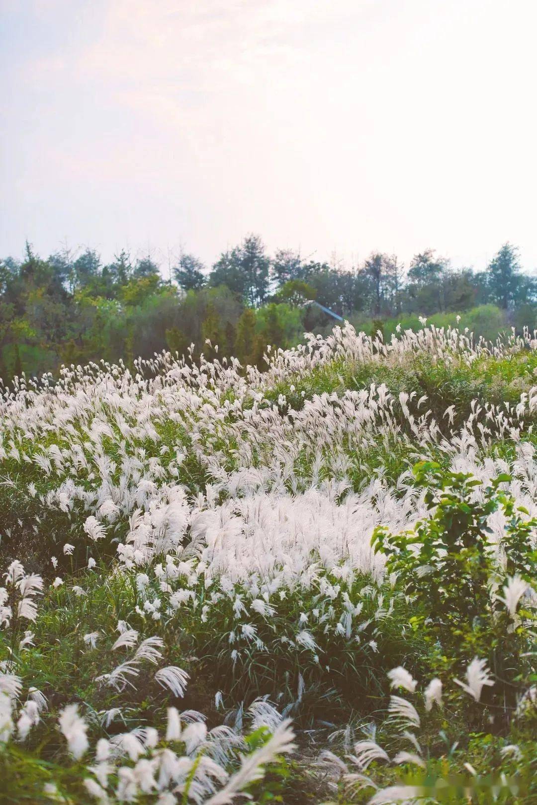 芦苇荡|芦花摇，景色醉，烟台这些芦苇荡美得太过分了！