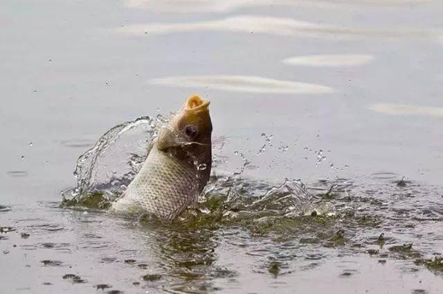 鱼有咬钩却钓不上来多半是你犯了4个错钓友后悔才知道