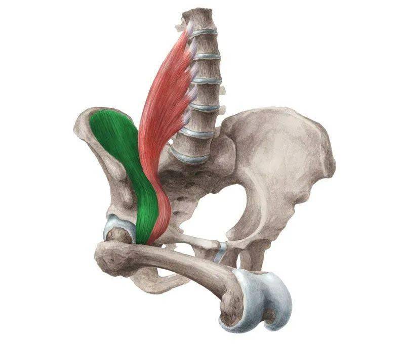髋关节内旋肌肉图片