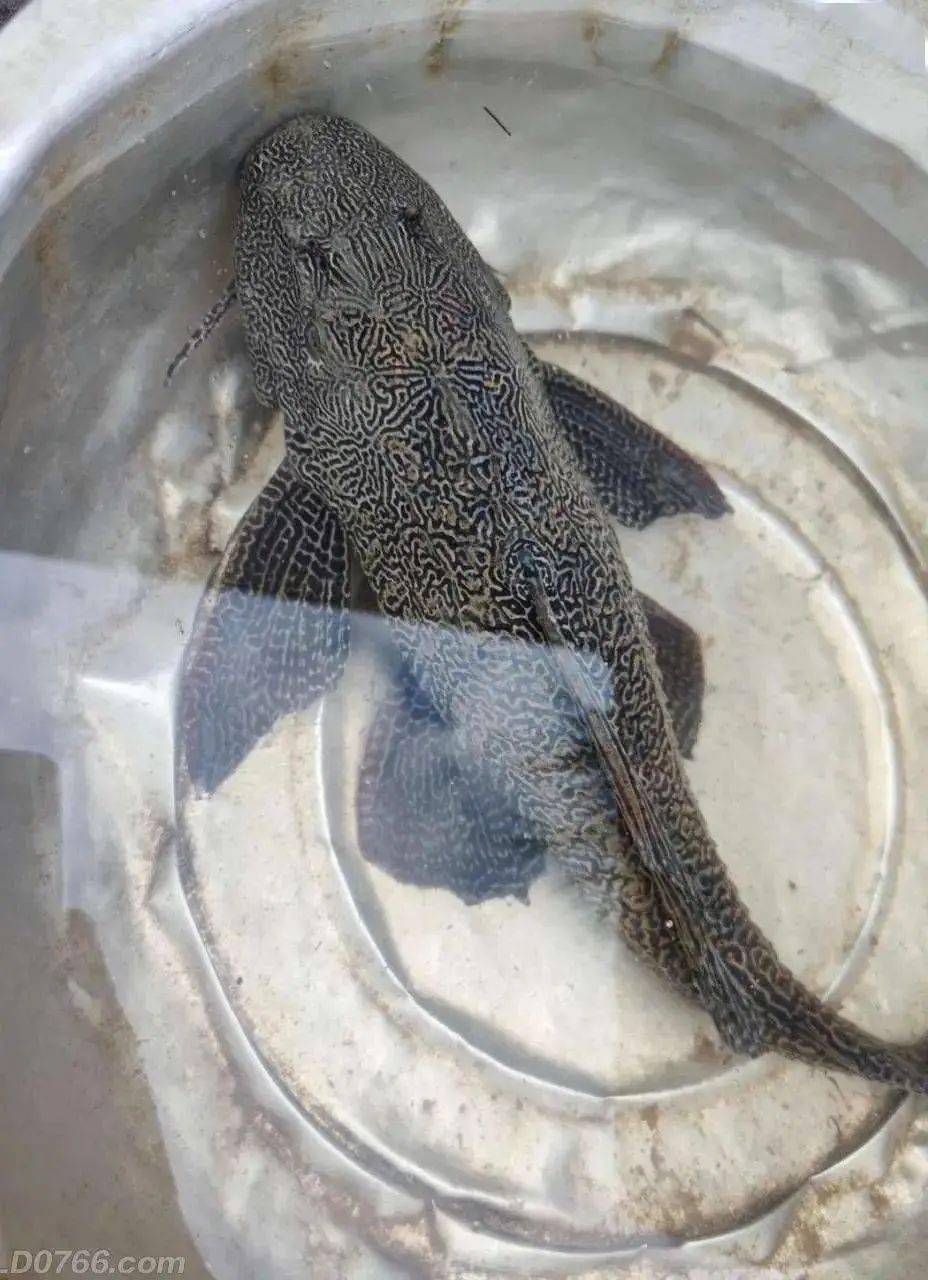 在罗定泷江河上发现这种鱼,千万别放生!_清道夫