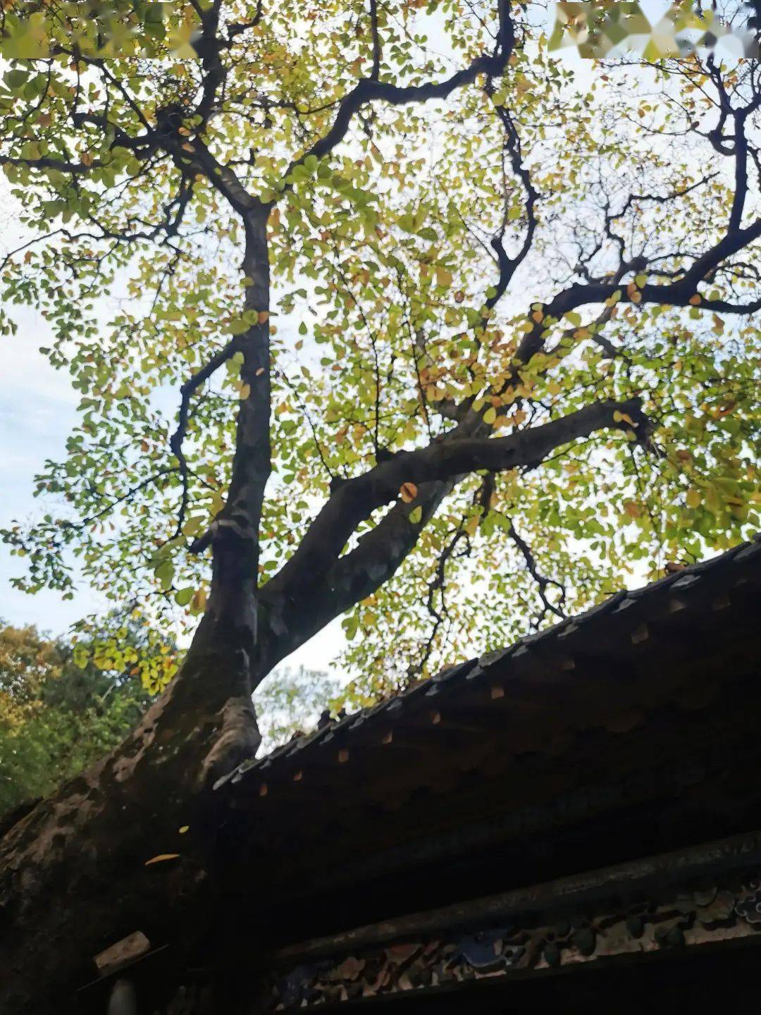 千年古刹秋游镇平菩提寺