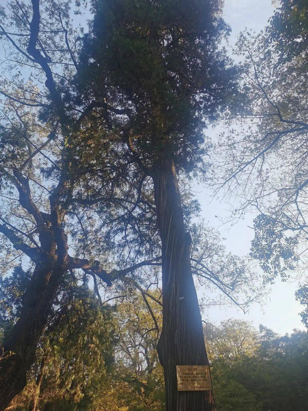 千年古刹秋游镇平菩提寺