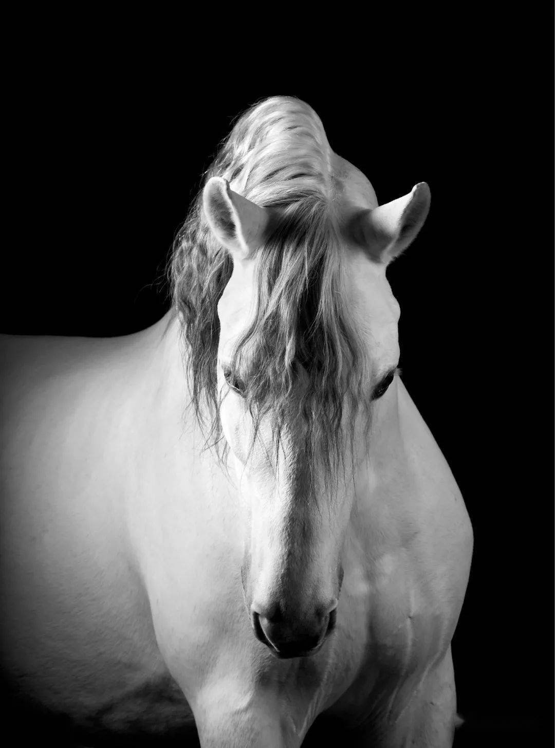 骏马_摄影