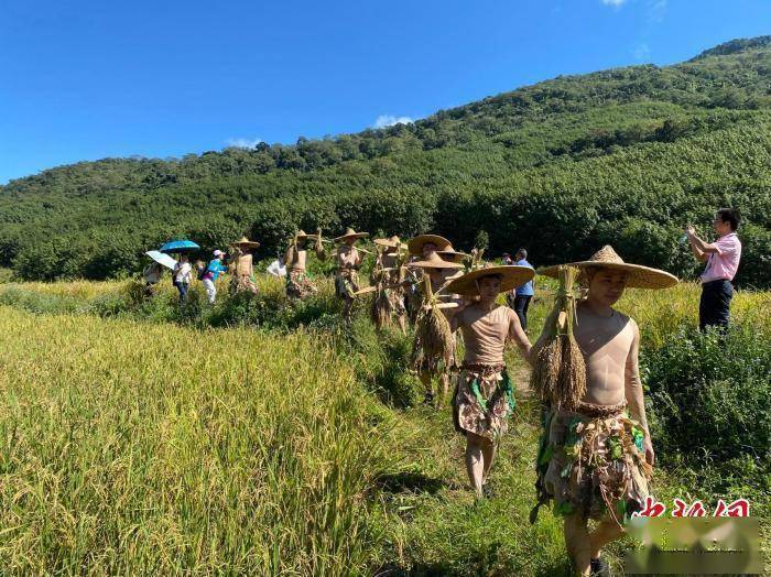 白沙|海南山兰稻飘香 黎乡举办“啦奥门”文化节庆丰收