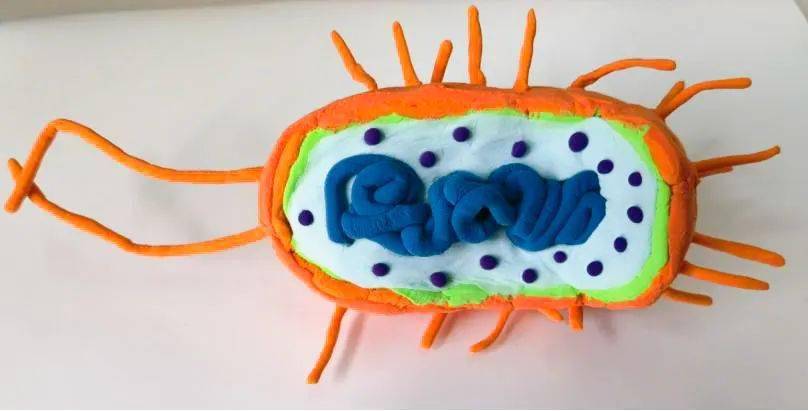 生物模型橡皮泥制作图片