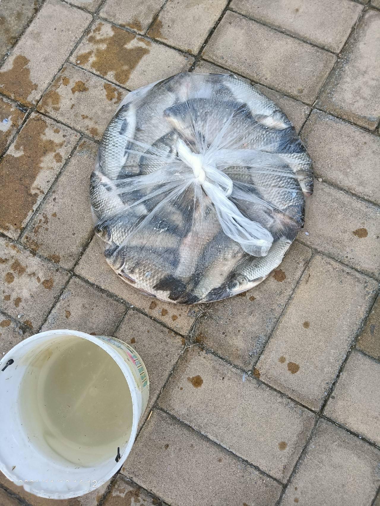 5号的线组朝天钩型号不懂不知道是多大的挂蚯蚓学着老师的样子