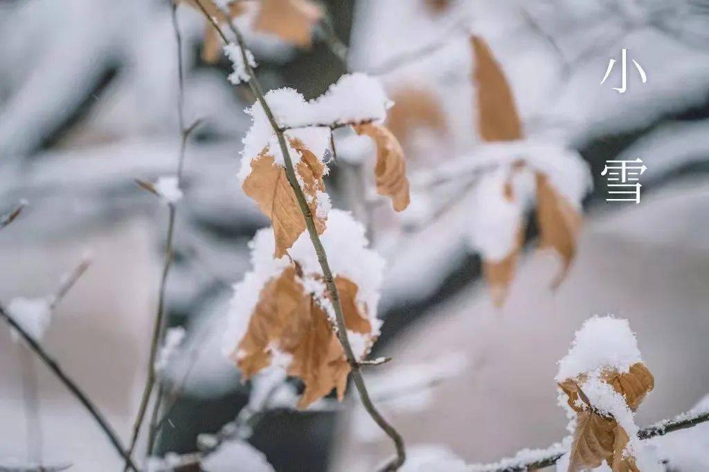 酿酒|小雪 | 雪是大浪漫，有你才是小人间