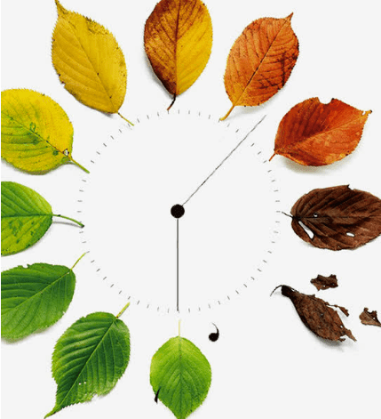 用树叶的一生来表达,当时间的刻度,04 树叶时钟(图片均来源于网络)