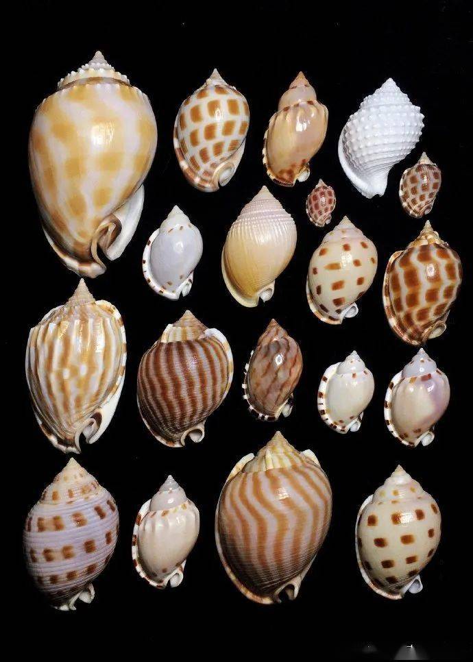 85后小伙痴迷贝壳拍的贝壳90你没见过曝光后令无数人疯狂世界美学巅峰