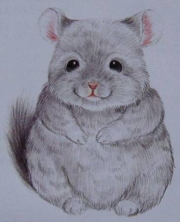 用彩铅画一只可爱的龙猫