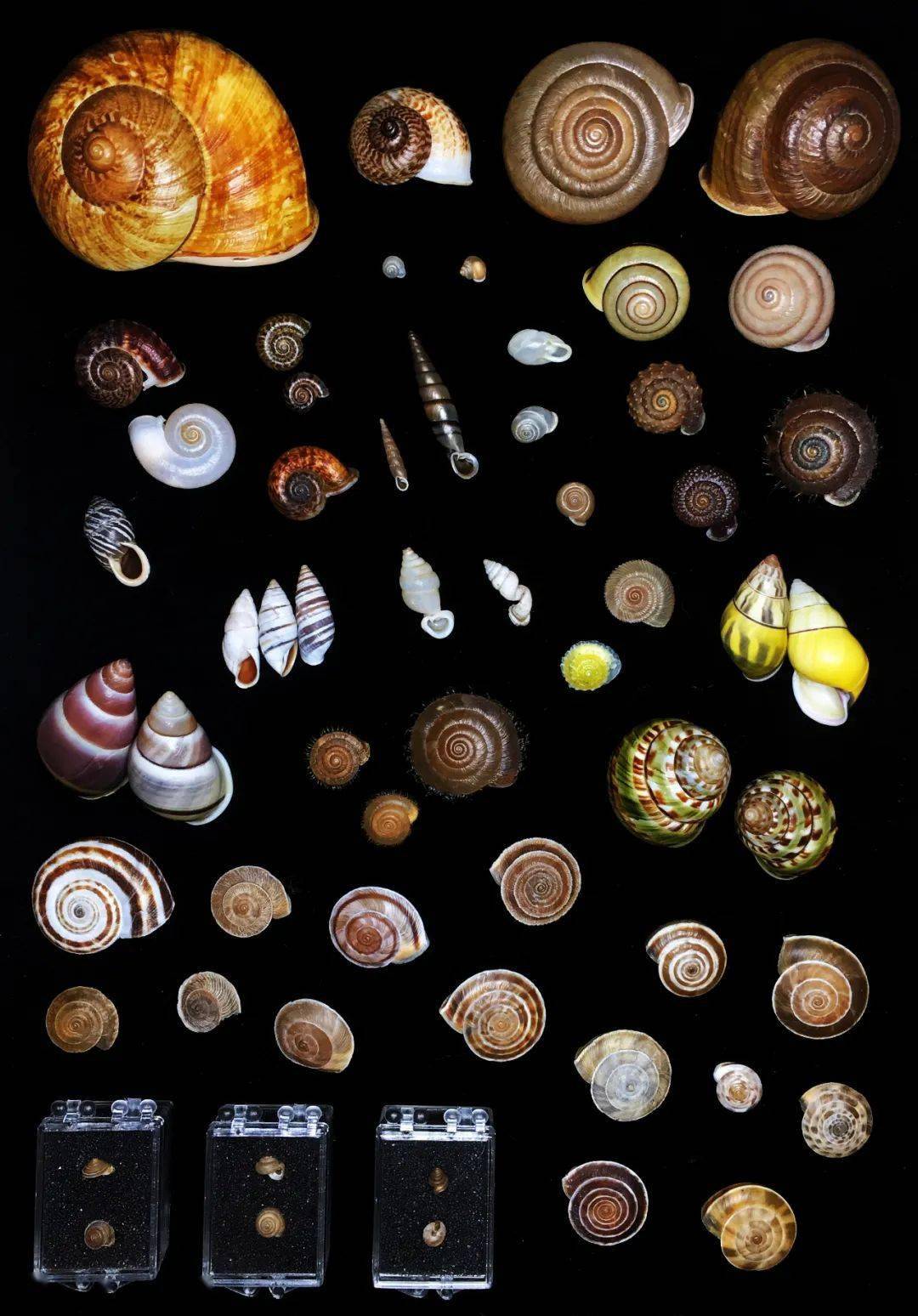 85后小伙痴迷贝壳拍的贝壳90你没见过曝光后令无数人疯狂世界美学巅峰