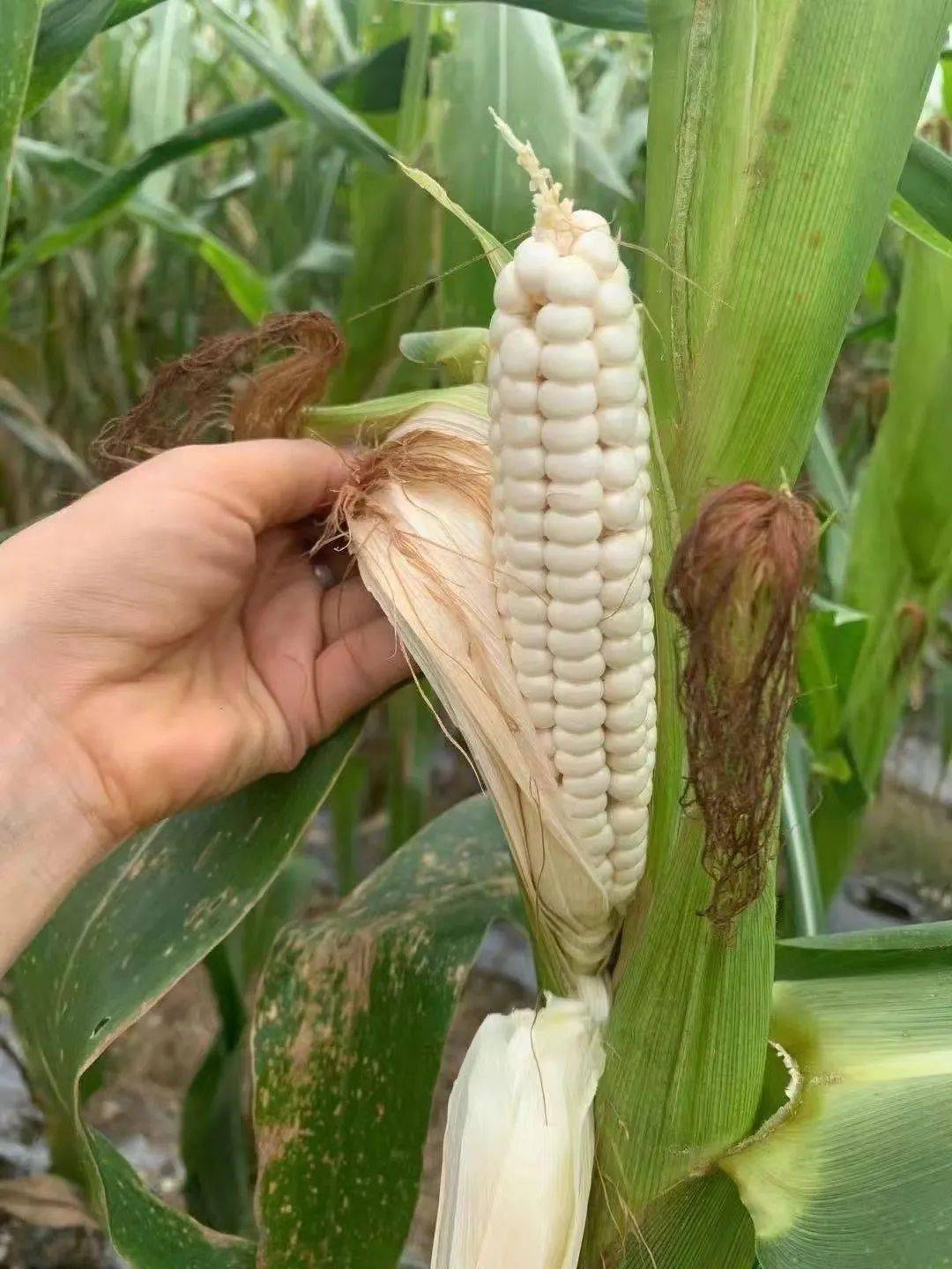 小朋友超爱的拇指玉米妈妈们再也不用绞尽脑汁研究早饭了它真的超百搭