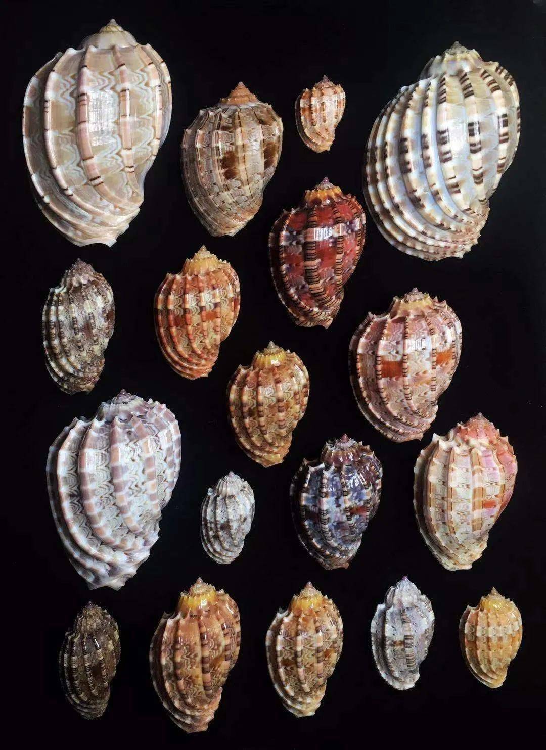 85后小伙痴迷贝壳拍的贝壳90你没见过曝光后令无数人疯狂世界美学巅峰