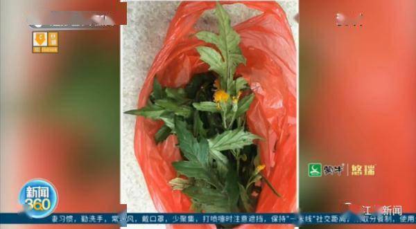 孙子林|89岁老人一身病！医生找来家属：她是不是吃了什么……还真是！