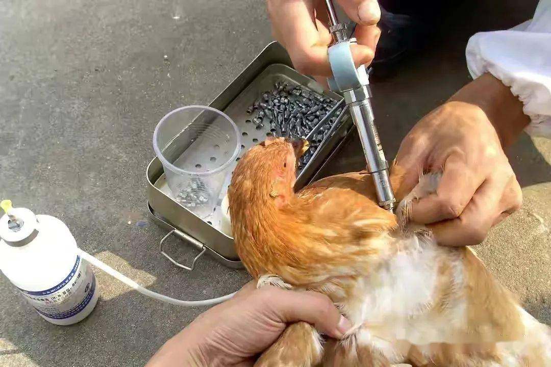 但在以往的养殖中我们给鸡群接种疫苗却.