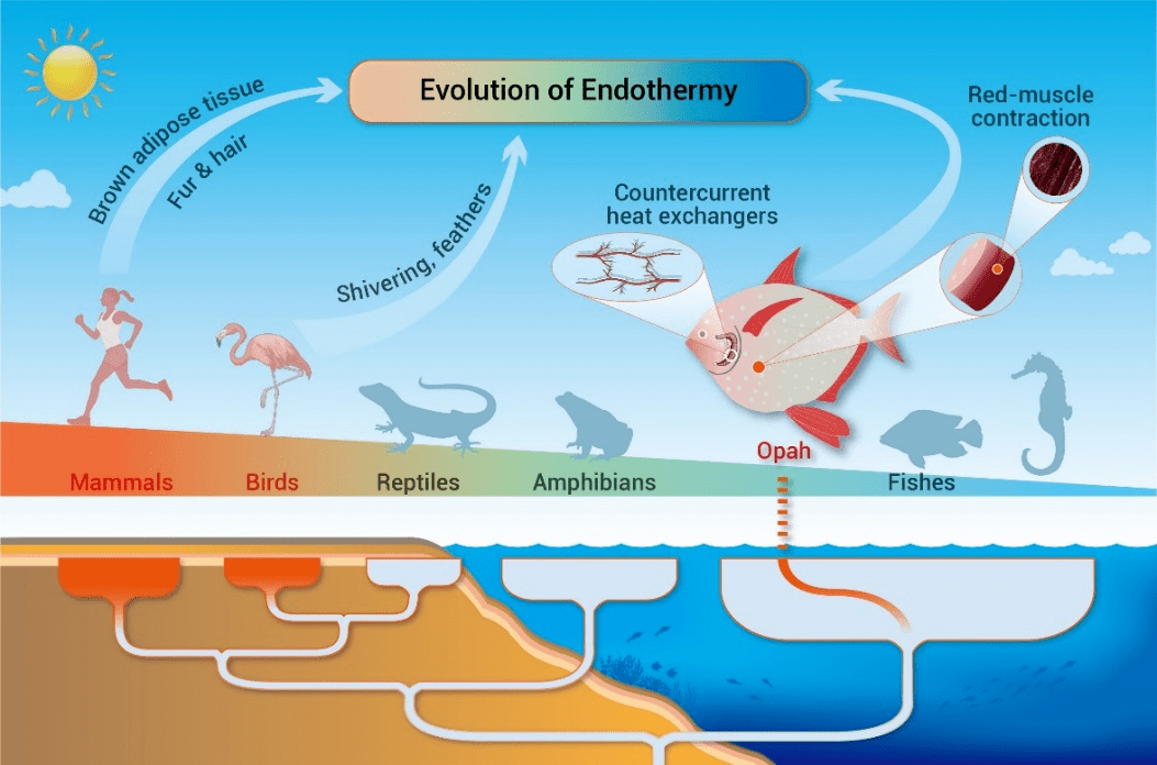 这条大鱼"不太冷"——海洋月亮鱼带你了解恒温那些事丨美丽南海