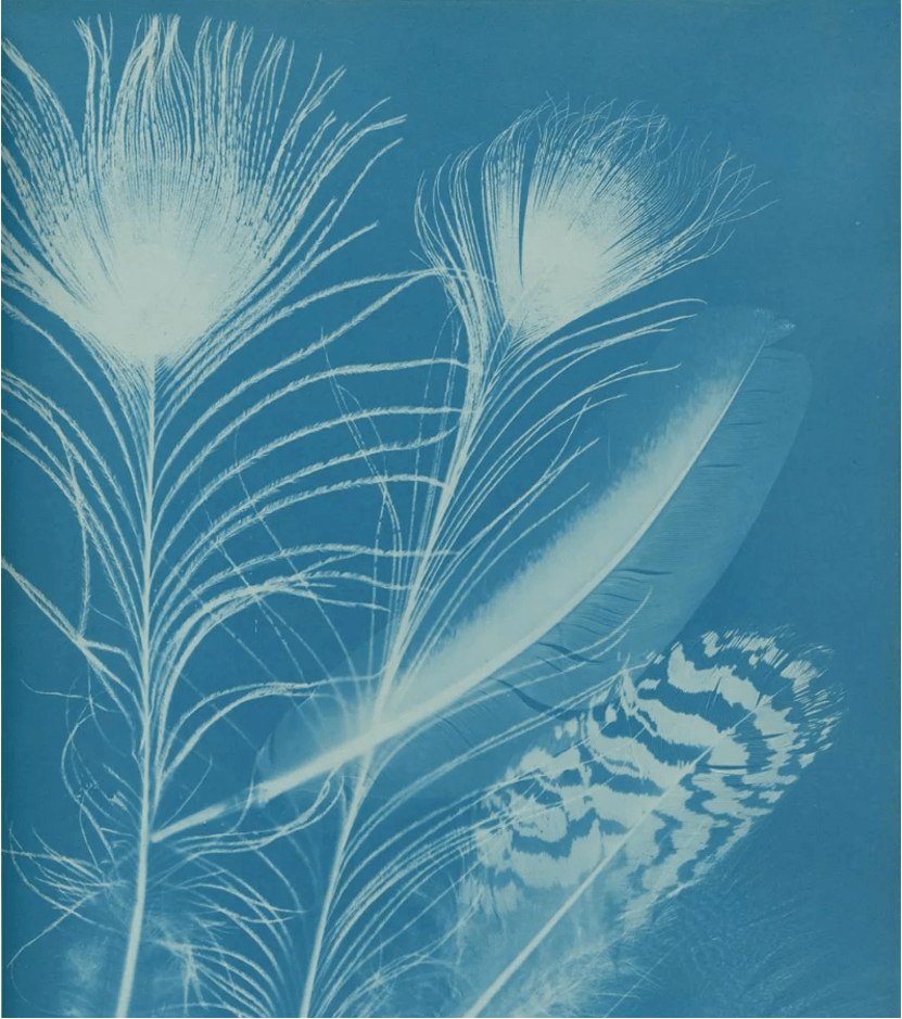 文新讲堂蓝象尽意蓝晒摄影体验