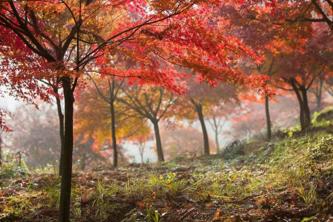 江山紅葉攝影觀光園喊你來拍照