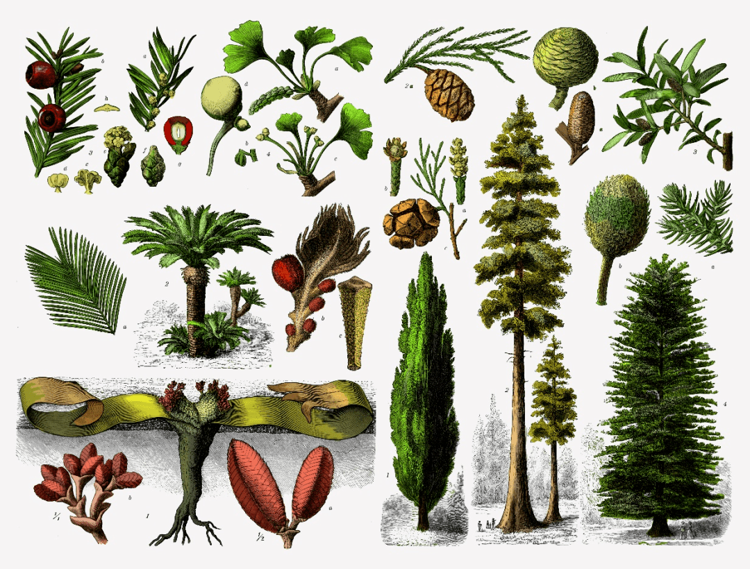 到了二叠纪,种子蕨,苏铁,银杏,松柏等裸子植物很快成为了陆地植物的