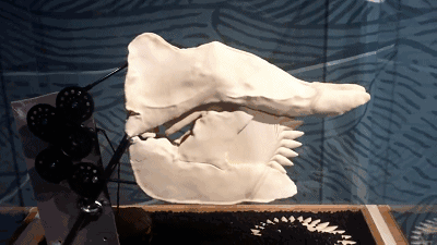 胸脊鲨化石图片