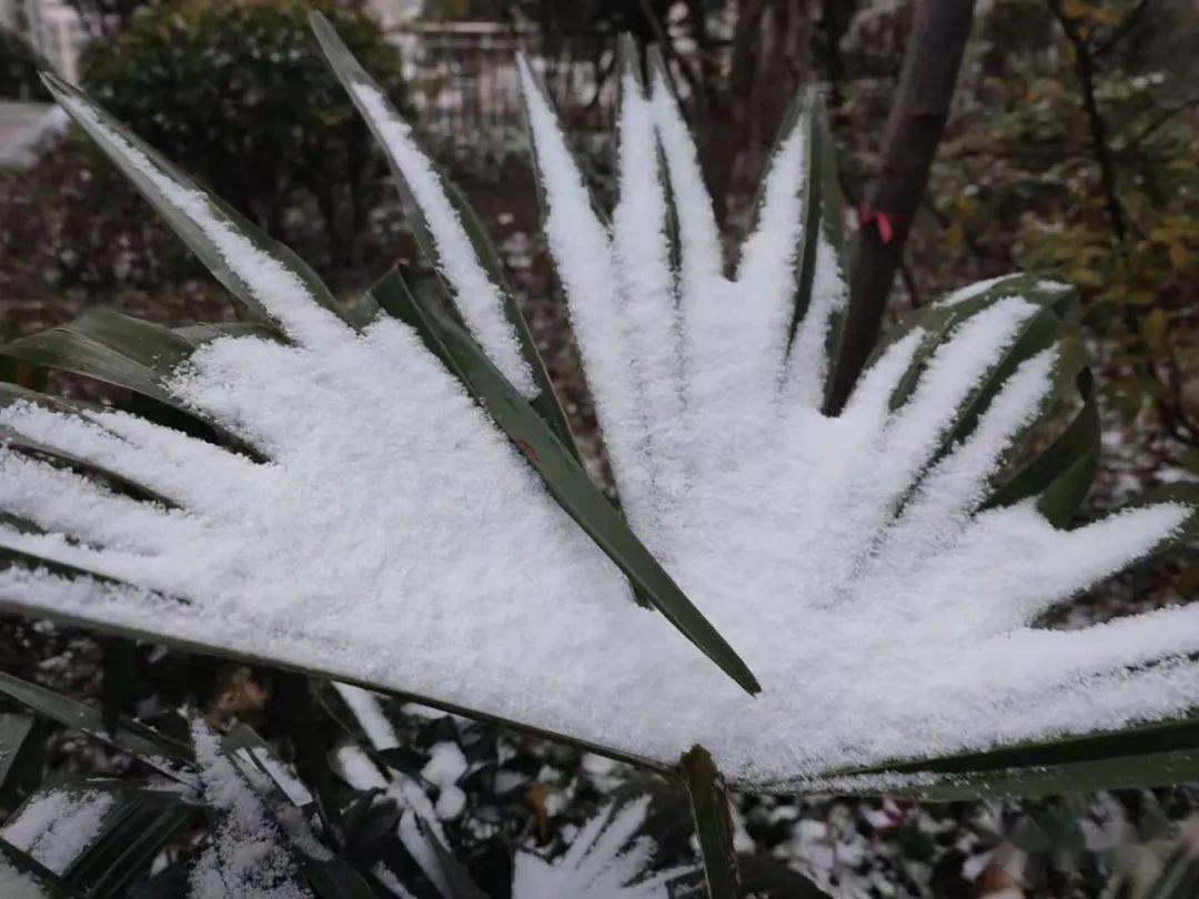 小雨转雨夹雪图片