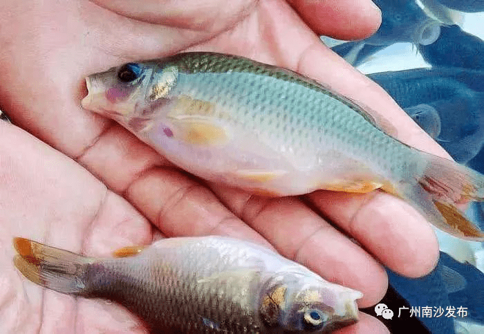 月鱧唐魚中國長臀鮠稀奇沒見過吧南沙這個地方全都有