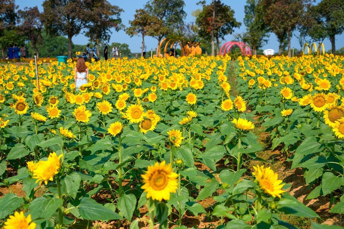 螃蟹|走进南京高淳，打卡网红打卡地固城湾景区，品尝固城湖螃蟹