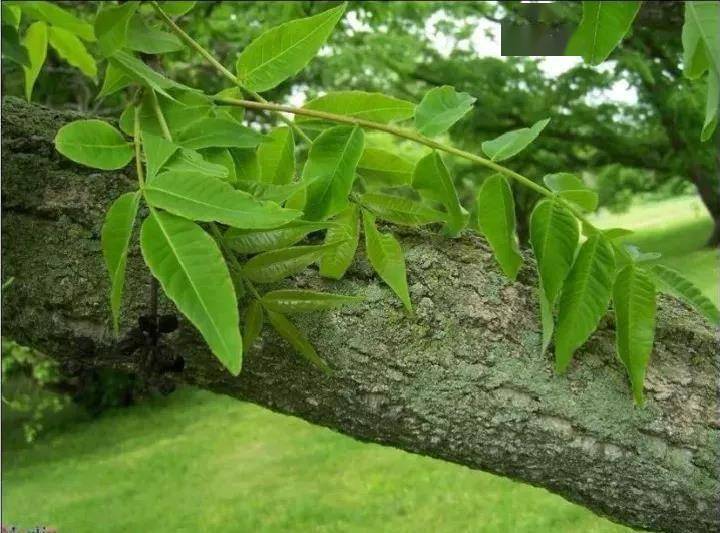 中医药小知识开方选黄柏清热燥湿好得快