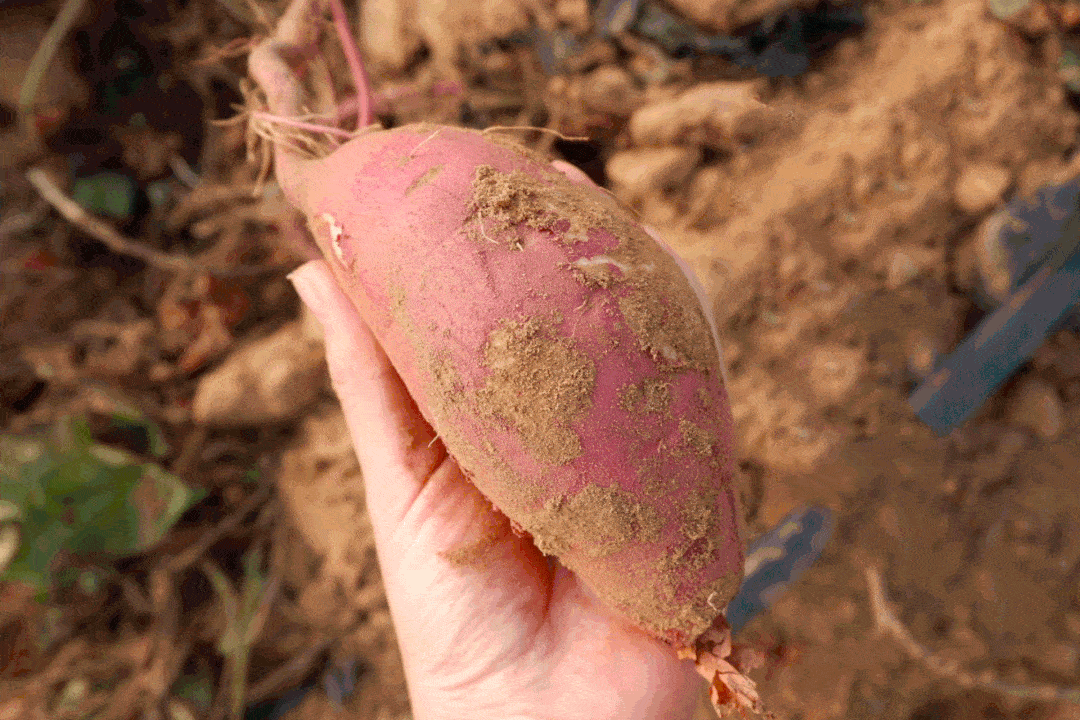 原料|5斤鮮蜜薯烤1斤紅薯片！酥到牙齒化身“粉碎機”，0加糖、非油炸、不油膩、更健康！