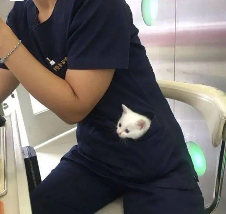 口袋分享一些隐藏在你身边的“口袋妖怪”