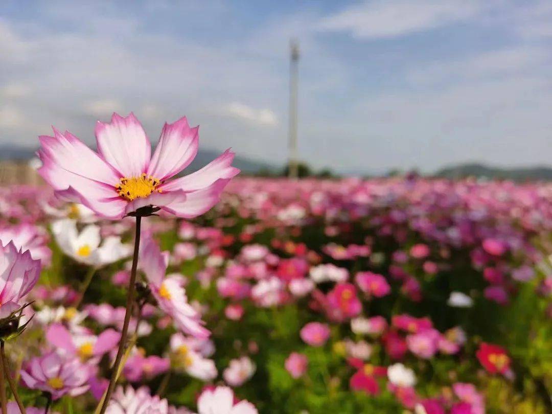 河源市大湖花海图片