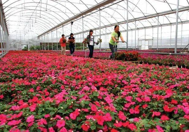 【建党百年·顺义党史】农业生产再创辉煌