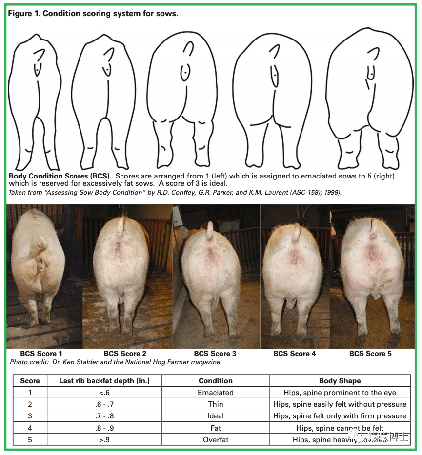 母猪体况评分标准图图片