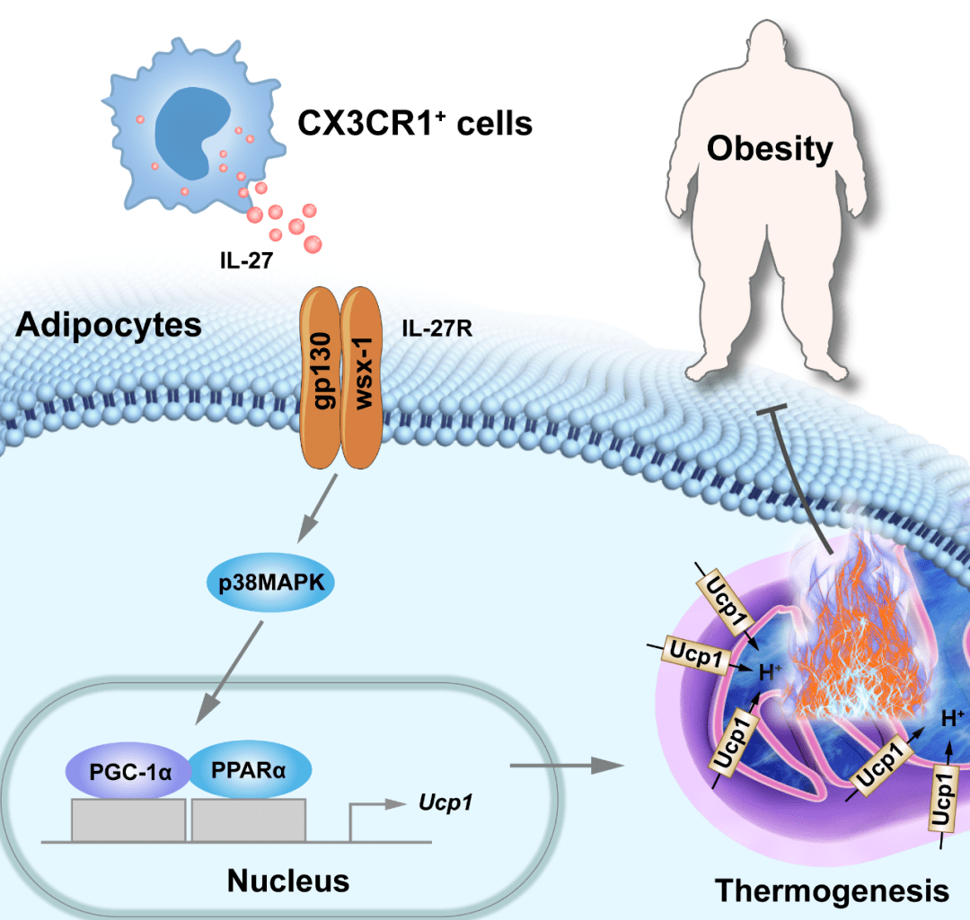 图:cx3cr1 细胞分泌的il-27作用到脂肪细胞上的il-27受体,上调p38mapk