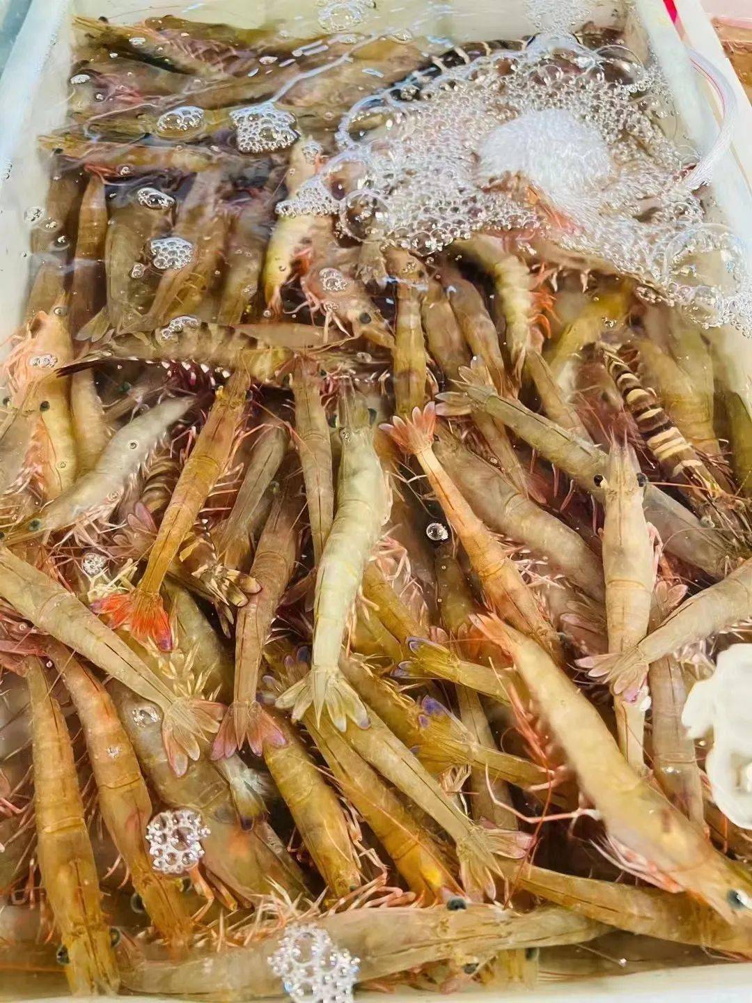 电白又一家海鲜渔村来了100款生猛海鲜特色电白美食吃到爽