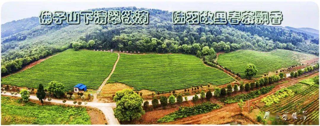 【访谈】佛子山镇今年茶基地面积将达到3000亩_天门_发展_建设