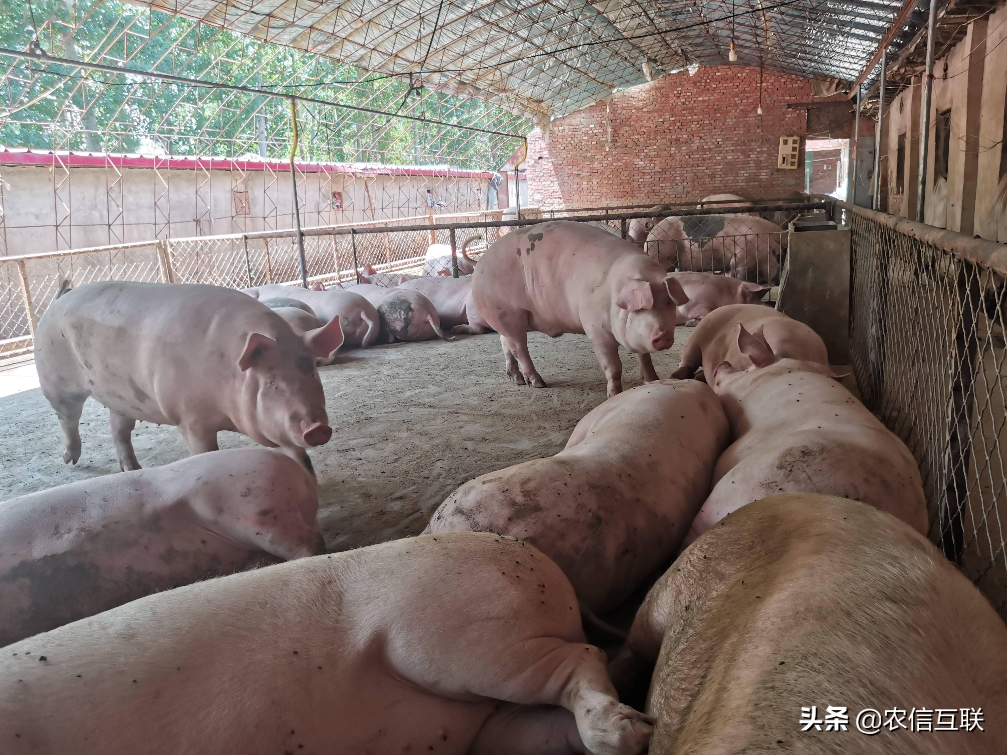 東北天氣好轉後,生豬外調量增多,部分大場提價出欄.