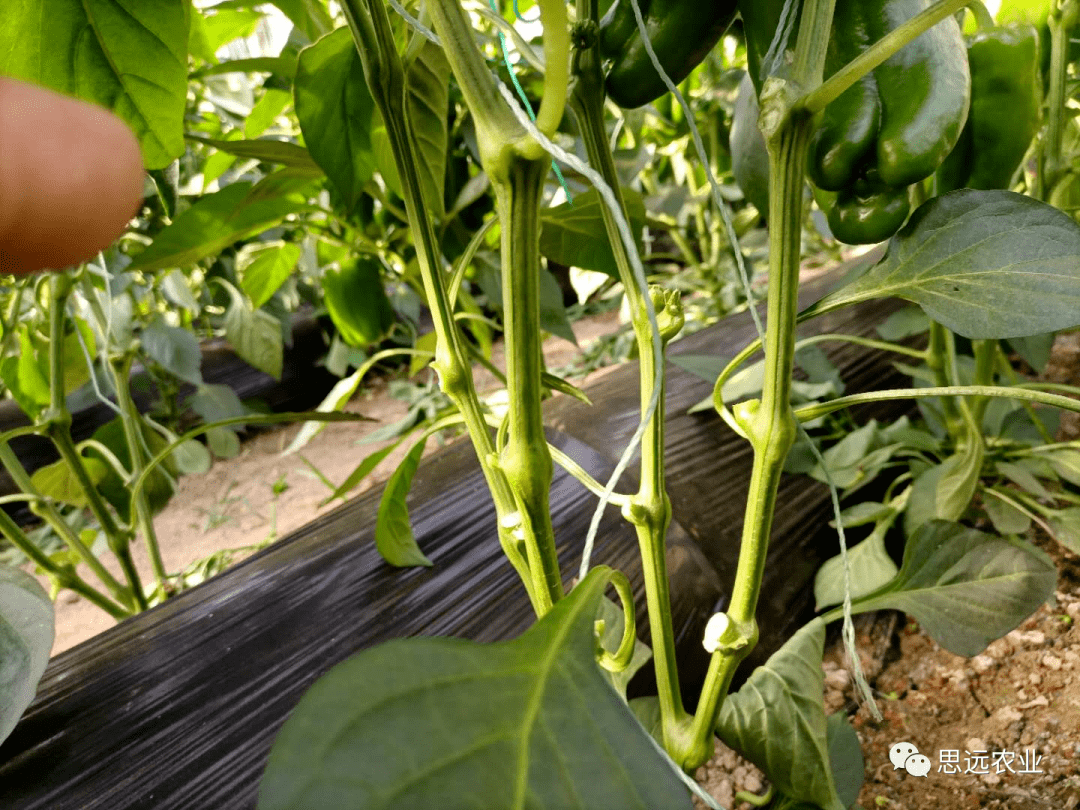 圆椒,进行正确合理的整枝打杈很重要!