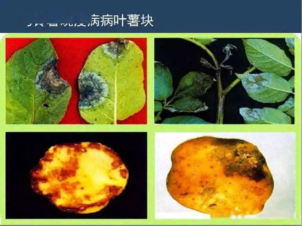 【收藏】马铃薯病害高清图谱大全