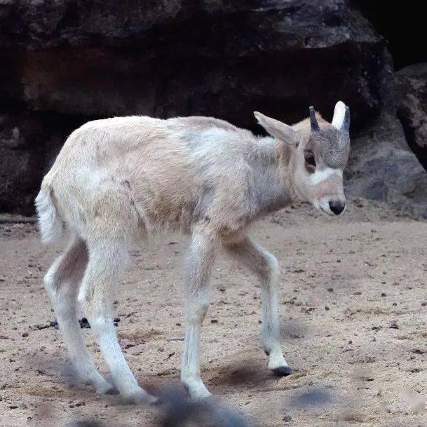 奶呼呼的样子吸引了不少游客围观它就是刚一个半月大的旋角羚宝宝"
