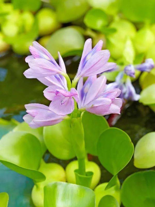 还有北方地区,大家对凤眼莲还不太熟悉,觉得它只是一种普通的水生植物