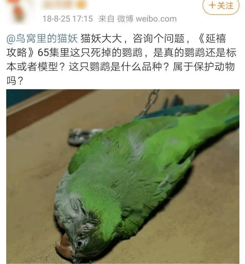 鹦鹉|圈内到底还有没有底线？