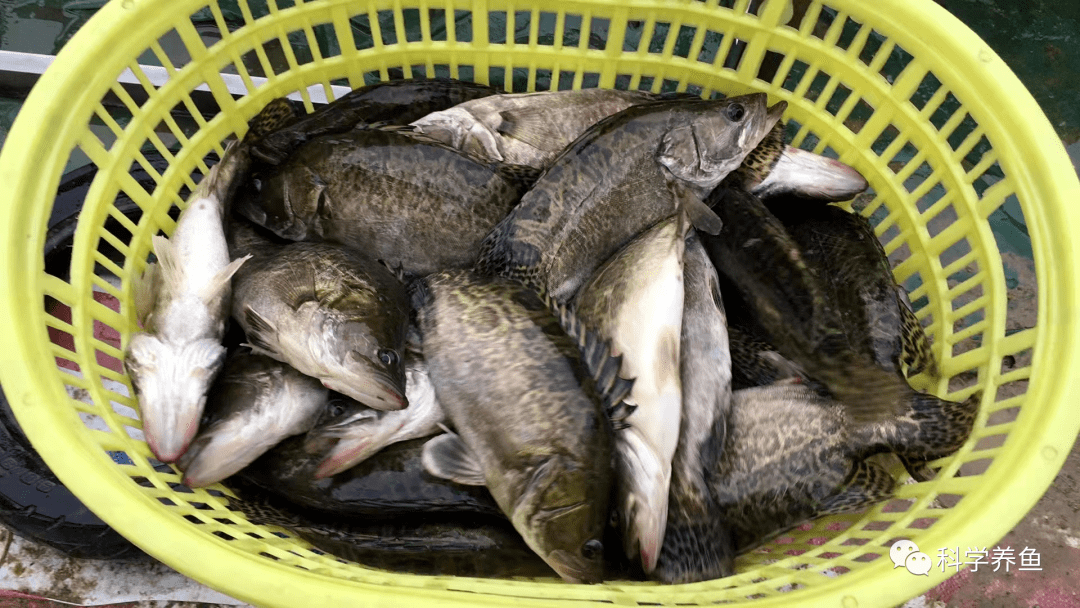 一方面是因为产能迅速膨胀,传统的鳜鱼养殖区养殖该鱼,许多从未养过该
