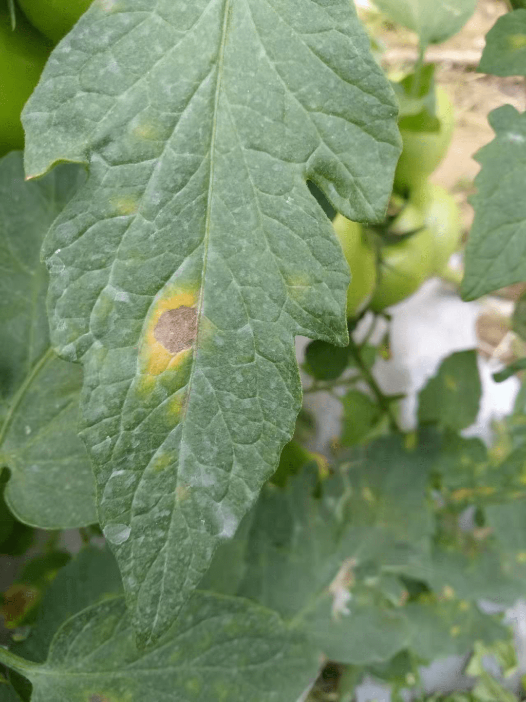 【植保技术】番茄上难缠的灰叶斑,综合防治方法快拿走!