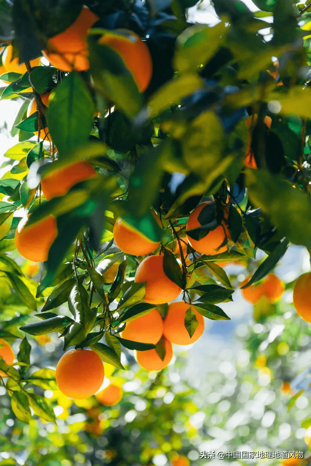 橙子树图片手机壁纸图片