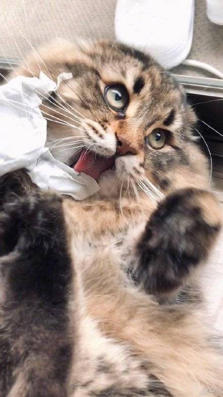 猫颜界的扛把子喵星人yamaneco眼睛瞪的像铜铃