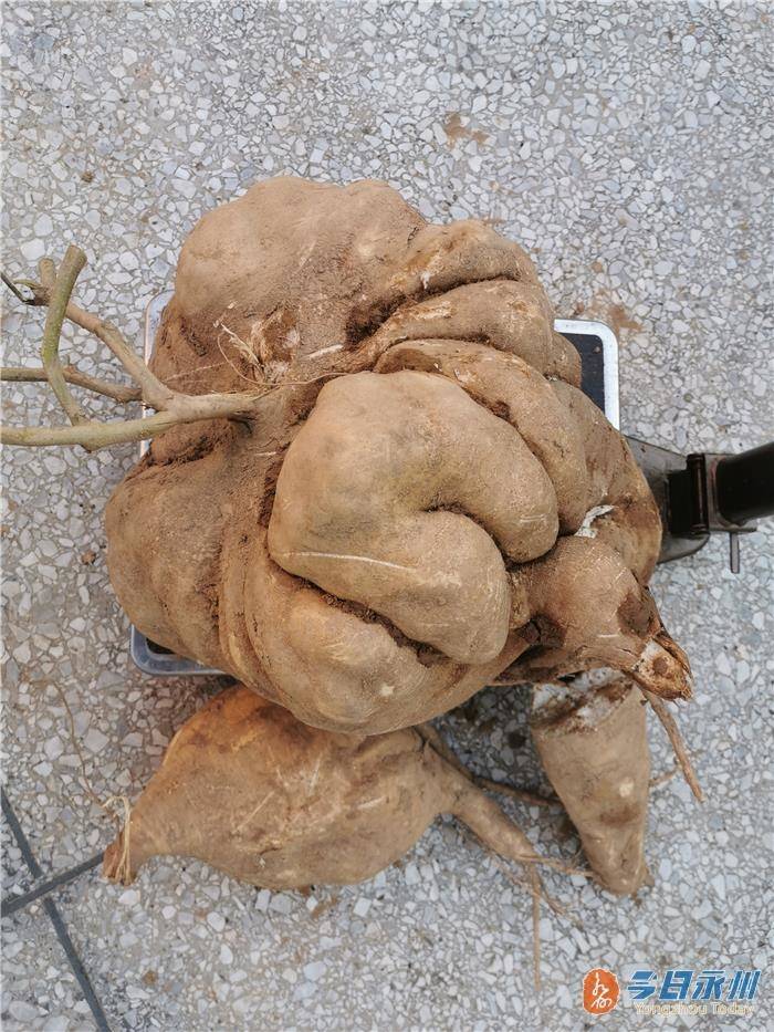 道县村民种出巨无霸凉薯 重达40斤
