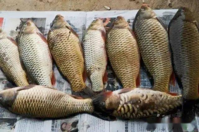 鱼多久不喂 f40896302ee749069da2b764c55e50d8.jpeg