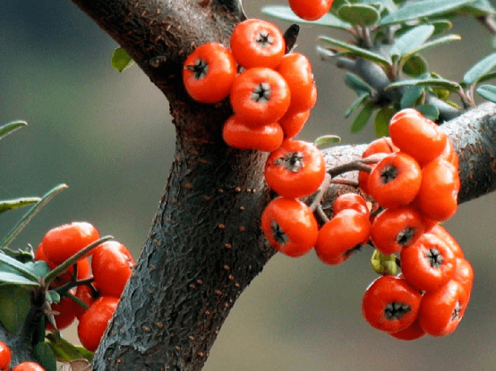 红子印象之一红子印象之二红子印象之三雨中红子红子泪红子燃情红子